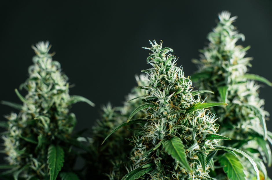 from the earth cannabis strains